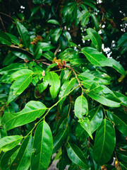 Khao Kha Temple, a 2,000-Year-Old Sanctuary in the Thai Forest

