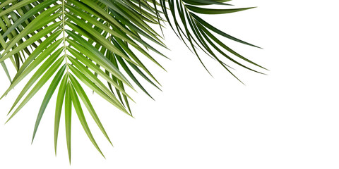 Close up green palm leaf isolated on white