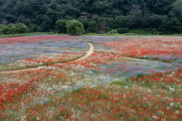 aerial drone view. Riverside scenery on a spring day full of red poppies, cornflowers, baby breath,...