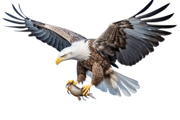 Obraz premium White eagle flying animal bird.