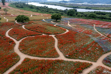 aerial drone view. Riverside scenery on a spring day full of red poppies, cornflowers, baby breath, and spring flowers.