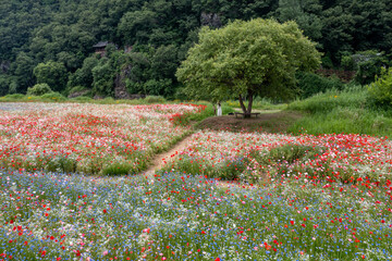 aerial drone view. Riverside scenery on a spring day full of red poppies, cornflowers, baby breath, and spring flowers.