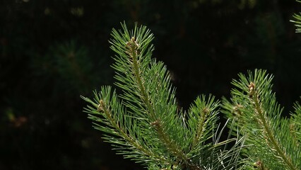 Zielone igły sosny widoczne w promieniach Słońca © tomo81