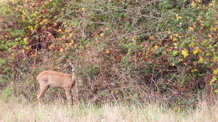 Roe deer fawn hiding near a hedgerow in a fallow field. Capreolus capreolus, Touraine, Indre et Loire 37, région Centre Val de Loire, France, European Union, Europe © Nature Emotion
