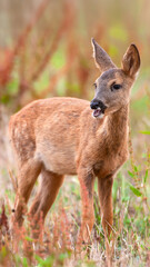 Fototapeta premium Roe deer fawn eating grass in a fallow field. Capreolus capreolus, Touraine, Indre et Loire 37, région Centre Val de Loire, France, European Union, Europe