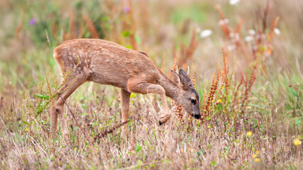 Roe deer fawn walking in a fallow field. Capreolus capreolus, Rumex obtusifolius, Touraine, Indre...