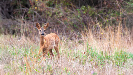 Roe deer fawn observing en listening in a fallow field. Capreolus capreolus, Touraine, Indre et Loire 37, r&eacute;gion Centre Val de Loire, France, European Union, Europe