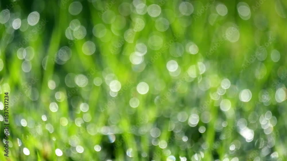 Aufkleber abstract bokeh round sparkling dew drops on green grass swaying in the wind. ecology and environment