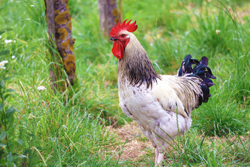 Columbian Wyandotte rooster in the grass with plenty of free range