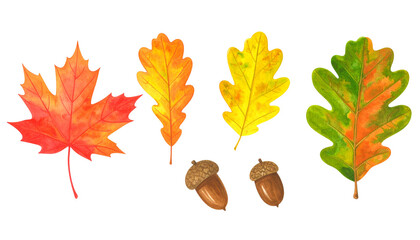 秋の紅葉、葉っぱセット（水彩画テクスチャのイラスト素材）