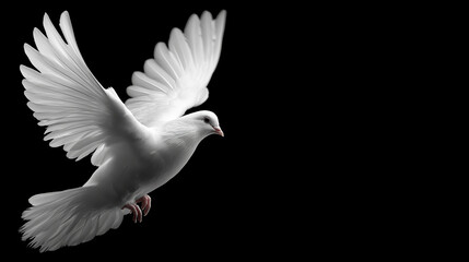 Obraz premium International Day of Peace White Dove in Flight Minimalist High Contrast