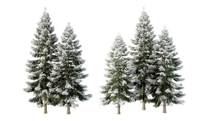 pine tree isolated on white background. Christmas tree isolated on white
