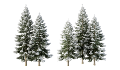 pine tree isolated on white background. Christmas tree isolated on white
