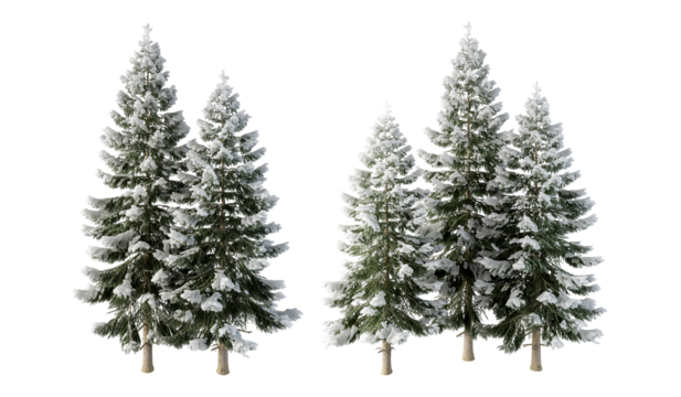 pine tree isolated on white background. Christmas tree isolated on white
