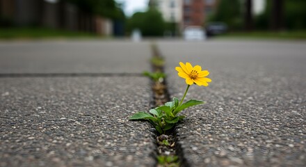 Yellow flower growing through crack in pavement