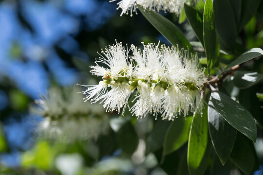 Beautiful Cajuput Tree (melaleuca leucadendra) flowers.