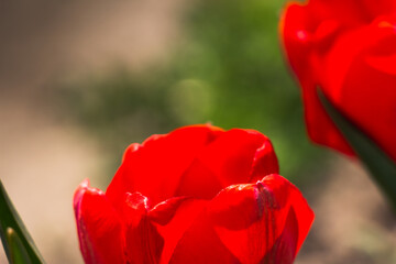 Bee and poppy and tulip flower. Nice bokeh effect of early morning golden hour. Meditation of...