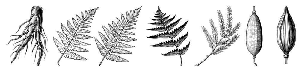 Naklejka premium Vector Botanical showcases diverse plant foliage including ferns grasses and seed pods.