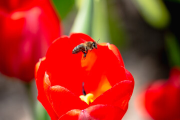 Bee and poppy and tulip flower. Nice bokeh effect of early morning golden hour. Meditation of...