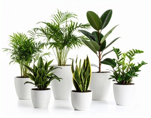 Fototapeta premium Plants in white ceramic pot- ficus lyrata, Sansevieria, pachira, zz zamioculcas zamii 
