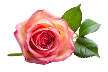 rose isolated on white background PNG,AI GENERATED