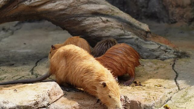Group of wet golden nutrias enjoying food at zoo. Golden nutria feed calmly in artificial habitat