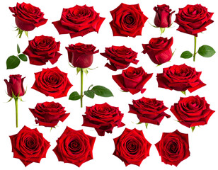 Red Roses Assortment with Open Petals and Green Sepals, Isolated PNG Set