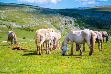 Heard of natural wild horses of Livno, Bosnia and Herzegovina. Wild horses are free and roaming the mountain of Livno, Bosnia.
