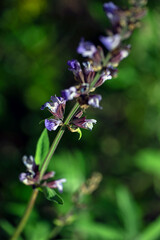 bee on lavender, nacka,sverige,sweden,stockholm,mats,summer