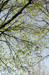 green leaves against blue sky