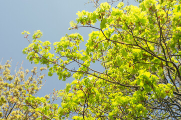 green and yellow against blue sky