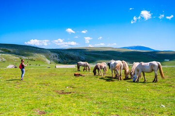 Heard of natural wild horses of Livno, Bosnia and Herzegovina. Wild horses are free and roaming the mountain of Livno, Bosnia.