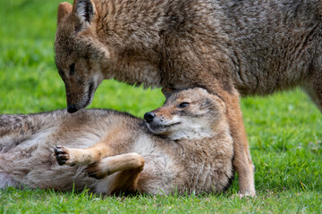 Love of jackals
