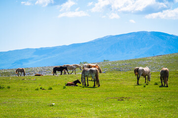 Heard of natural wild horses of Livno, Bosnia and Herzegovina. Wild horses are free and roaming the mountain of Livno, Bosnia.