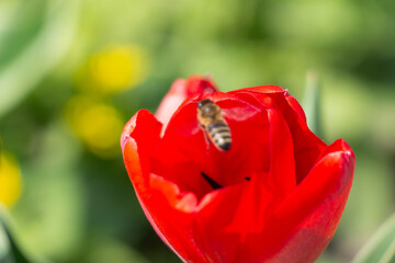 Bee and poppy and tulip flower. Nice bokeh effect of early morning golden hour. Meditation of...