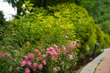 Flowering plants in a plant nursery, among various shrubs and trees.