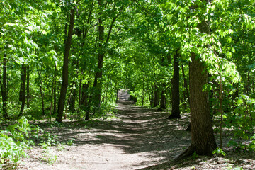 The road through the green forest. Maple and oak trees. Walking and meditating in nature surrounded by the sounds of nature and birdsong. The sun's rays create a beautiful pattern on the ground