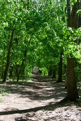 The road through the green forest. Maple and oak trees. Walking and meditating in nature surrounded by the sounds of nature and birdsong. The sun's rays create a beautiful pattern on the ground