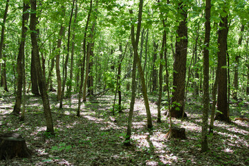 Fototapeta premium The road through the green forest. Maple and oak trees. Walking and meditating in nature surrounded by the sounds of nature and birdsong. The sun's rays create a beautiful pattern on the ground