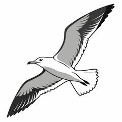 Professional seagull illustration isolated on white background ready for design projects
