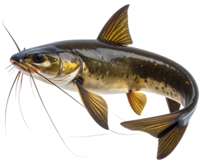 Realistic Freshwater Catfish with Whiskers, Isolated on Transparent PNG