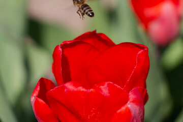 Bee and poppy and tulip flower. Nice bokeh effect of early morning golden hour. Meditation of...