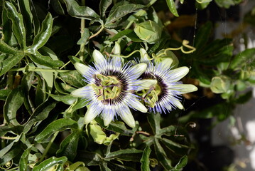 Passionsblumen