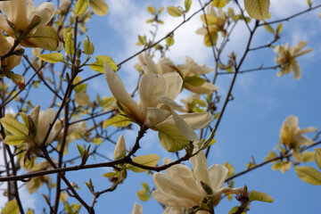 Beautiful white magnolia flowers on a tree branch in spring against blue sky. Spring flower background.