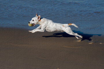 Dogs and fun