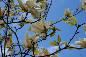 Beautiful white magnolia flowers on a tree branch in spring against blue sky. Spring flower background.
