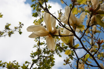 Beautiful white magnolia flowers on a tree branch in spring against blue sky. Spring flower background.