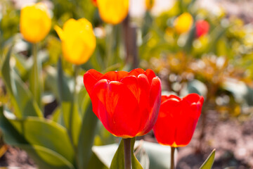 Bee and poppy and tulip flower. Nice bokeh effect of early morning golden hour. Meditation of...