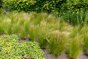Ornamental planting with Mexican feather grass (Nasella tenuissima), yellow yarrow (Achillea filipendulina), and ground cover plants in a dry garden. © Marek