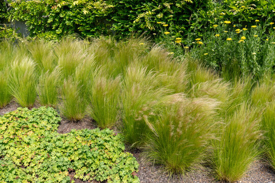 Ornamental planting with Mexican feather grass (Nasella tenuissima), yellow yarrow (Achillea filipendulina), and ground cover plants in a dry garden.